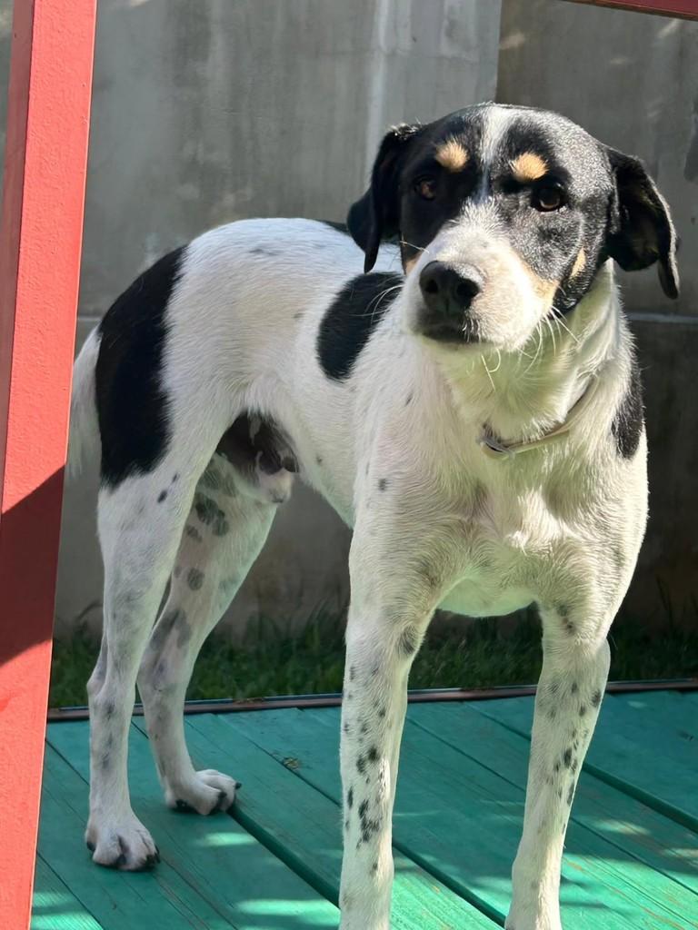 Floquinhos, cachorro de porte médio para adoção em Santa Maria - RS