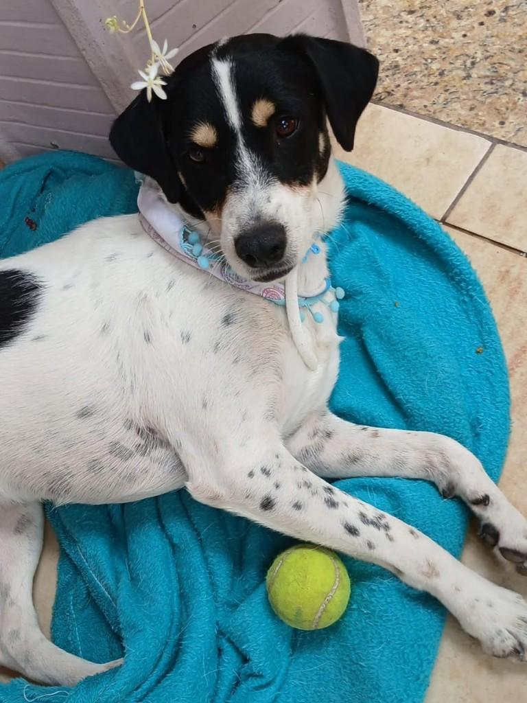 Floquinhos, cachorro de porte médio para adoção em Santa Maria - RS — foto 2 de 3