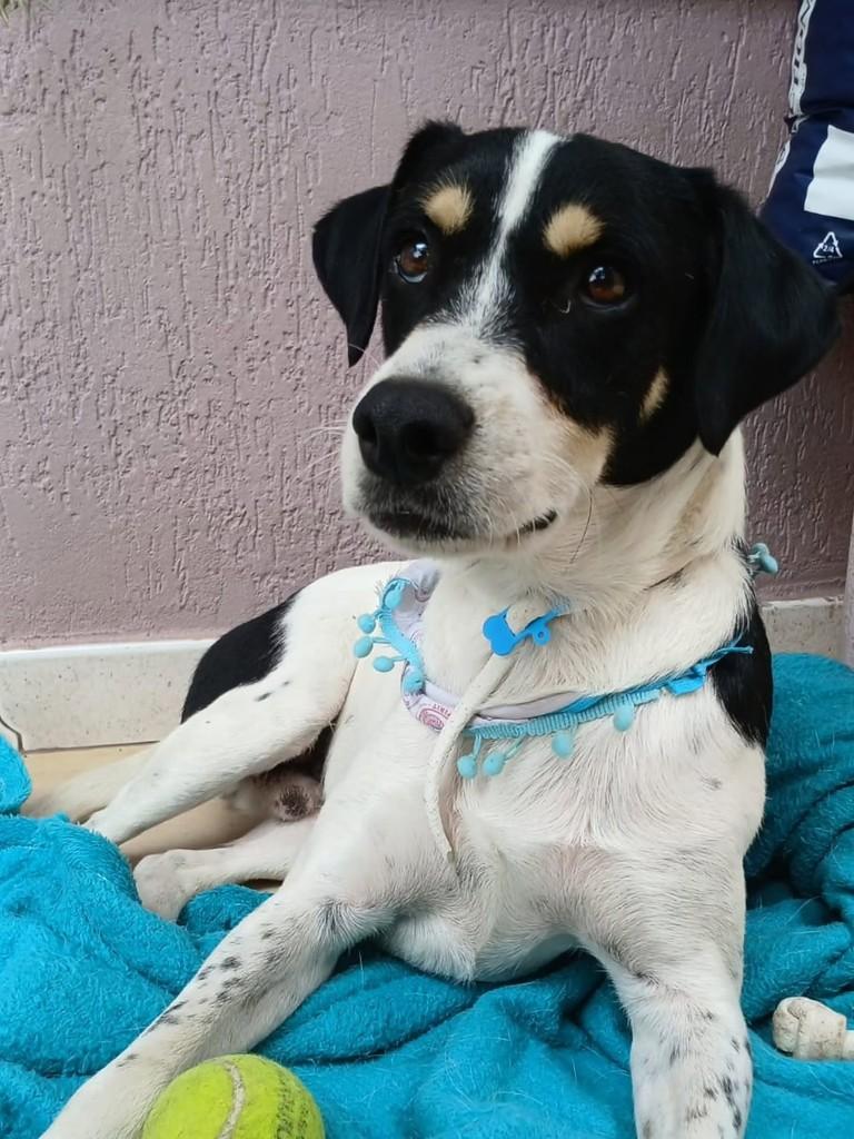 Floquinhos, cachorro de porte médio para adoção em Santa Maria - RS — foto 3 de 3