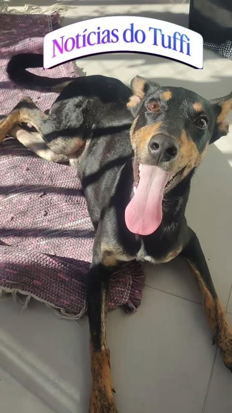 Tuffi, cachorro de porte pequeno para adoção em Santa Maria - RS
