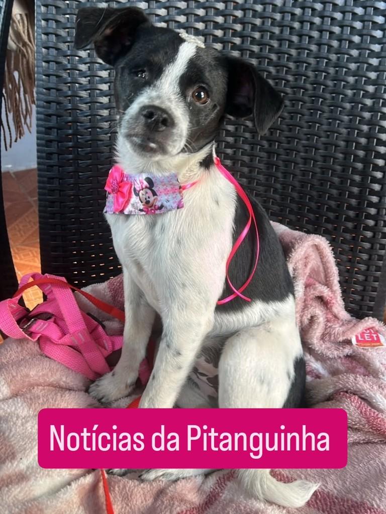 Pitanguinha, cadela de porte pequeno para adoção em Santa Maria - RS