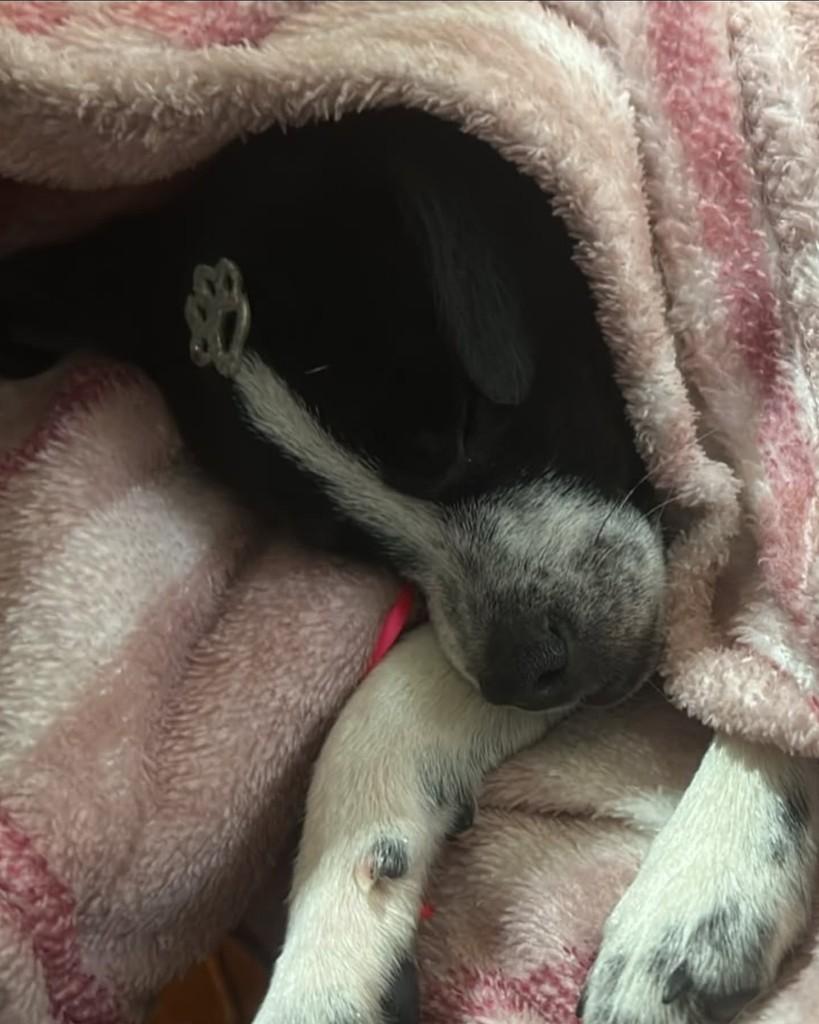 Pitanga, cadela de porte pequeno para adoção em Santa Maria - RS — foto 3 de 4