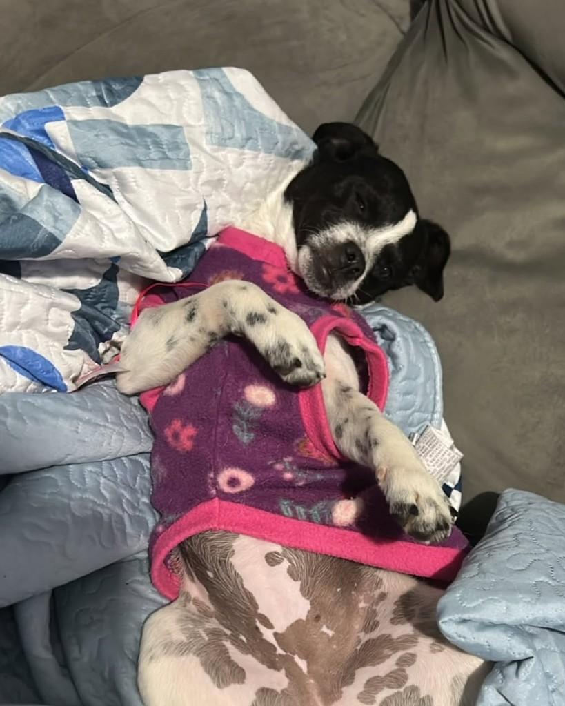 Pitanga, cadela de porte pequeno para adoção em Santa Maria - RS — foto 4 de 4