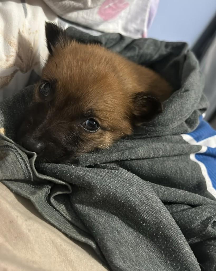 Suri, cachorro de porte pequeno para adoção em Santa Maria - RS