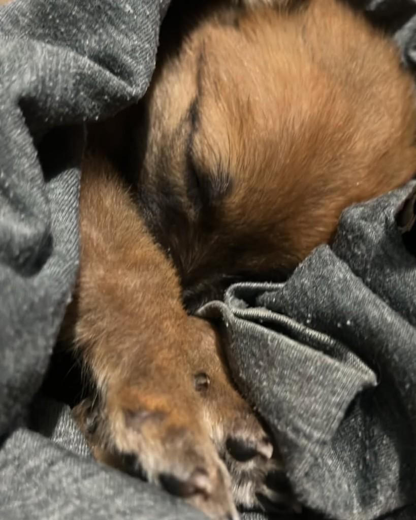 Suri, cachorro de porte pequeno para adoção em Santa Maria - RS — foto 2 de 2