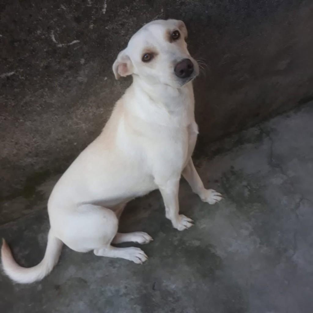 Branquinha, cachorro de porte pequeno para adoção em João Pessoa - PB