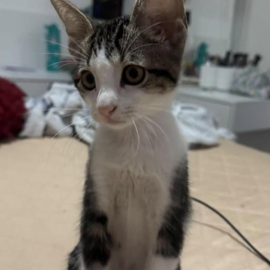 Melissa, gato de porte pequeno para adoção em João Pessoa - PB