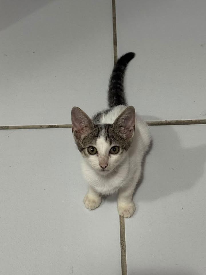 Lili, gato de porte pequeno para adoção em João Pessoa - PB