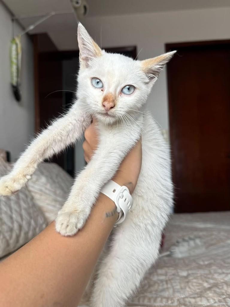 Galega, gata de porte pequeno para adoção em João Pessoa - PB