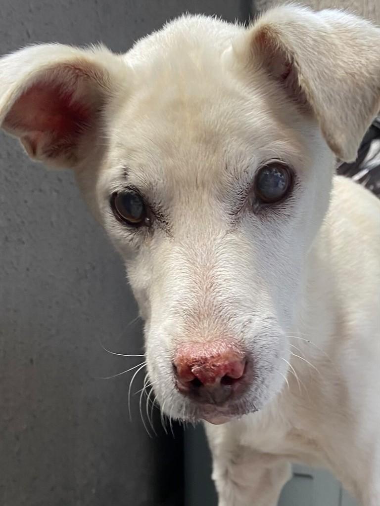 Coragem, cachorro de porte grande para adoção em João Pessoa - PB