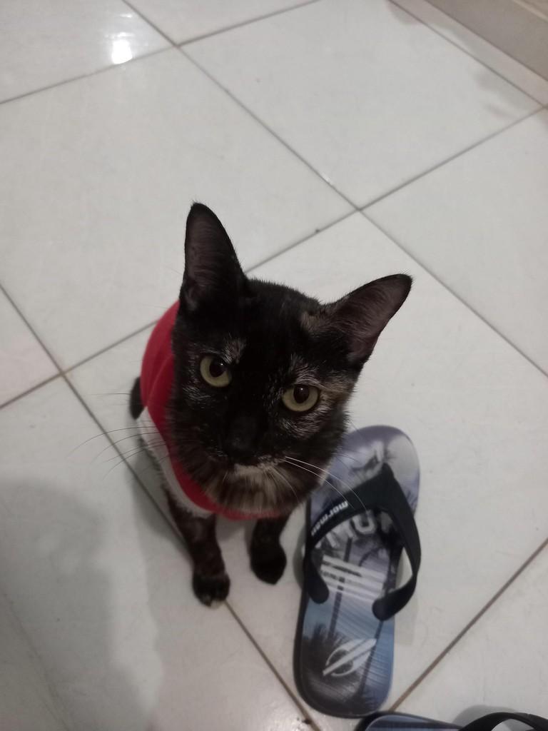 Fumaça, gata de porte pequeno para adoção em João Pessoa - PB