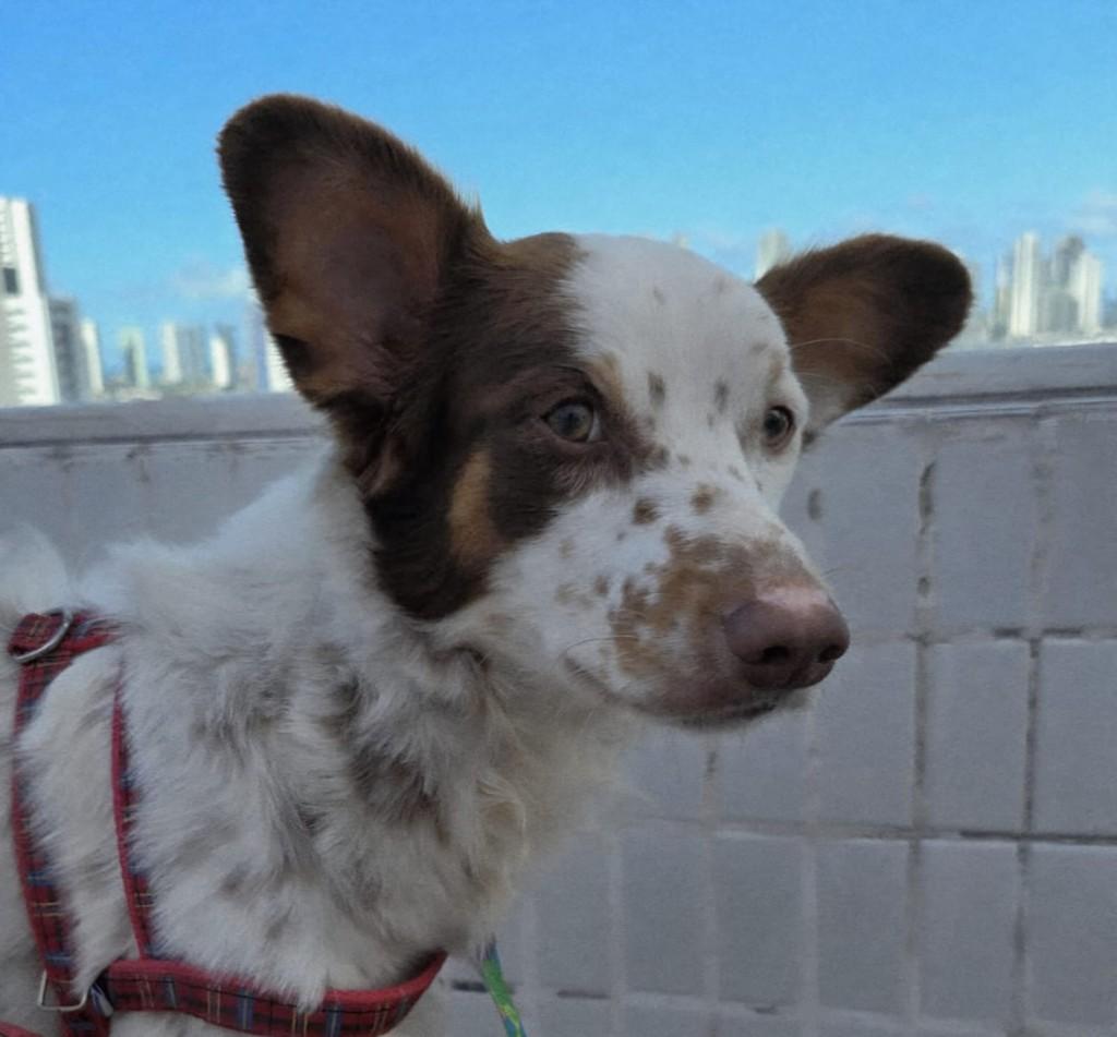 Apólo, cachorro de porte médio para adoção em João Pessoa - PB