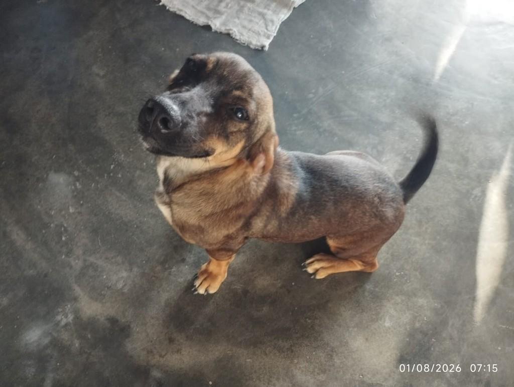 Mel, cadela de porte médio para adoção em João Pessoa - PB