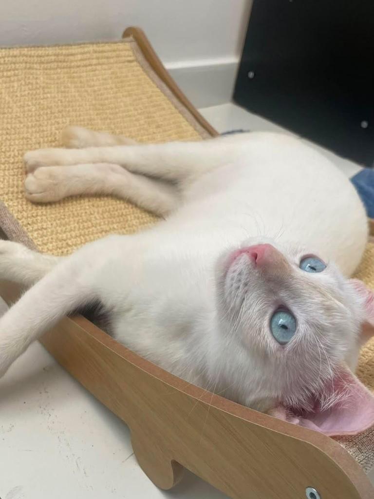 Ana Lua, gata de porte pequeno para adoção em João Pessoa - PB