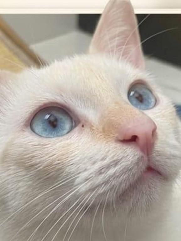 Ana Lua, gata de porte pequeno para adoção em João Pessoa - PB — foto 2 de 2