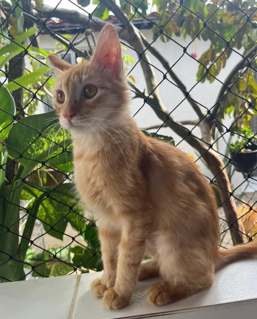 Laranjinha, gata de porte pequeno para adoção em João Pessoa - PB