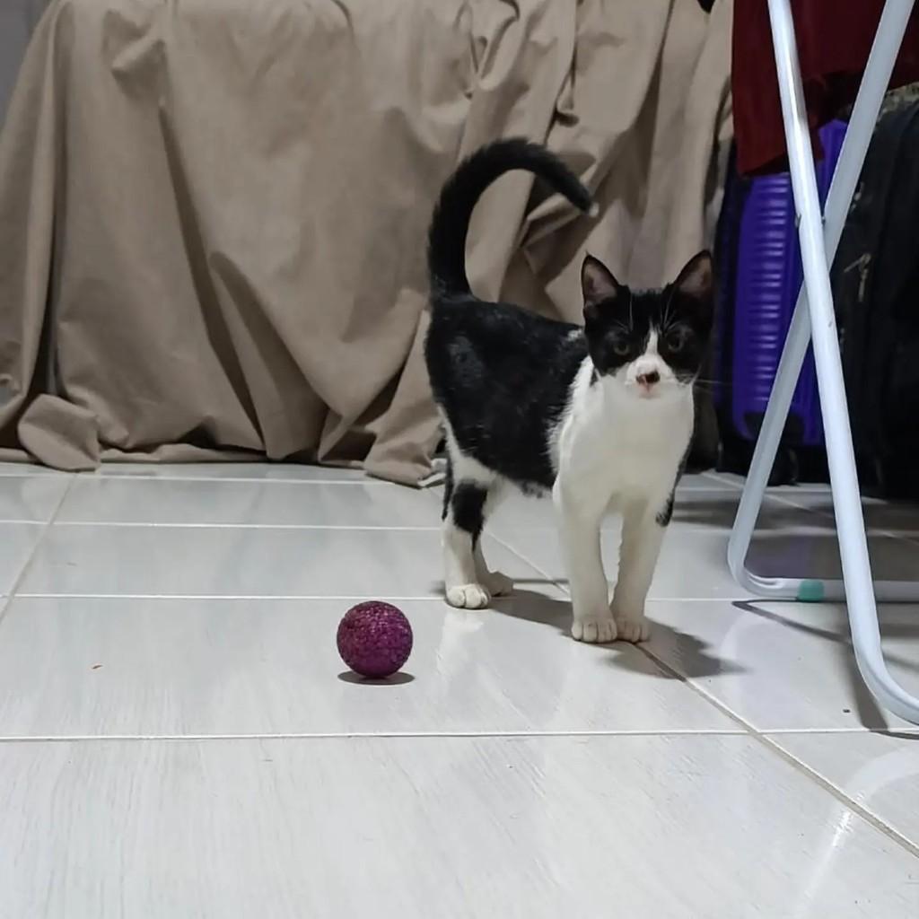 Frajolinha, gata de porte médio para adoção em João Pessoa - PB