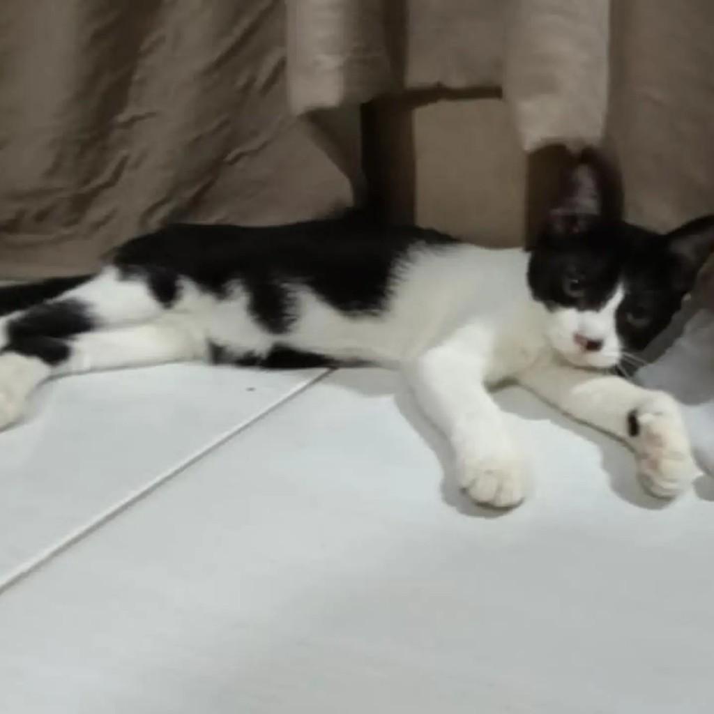 Frajolinha, gata de porte médio para adoção em João Pessoa - PB — foto 2 de 2
