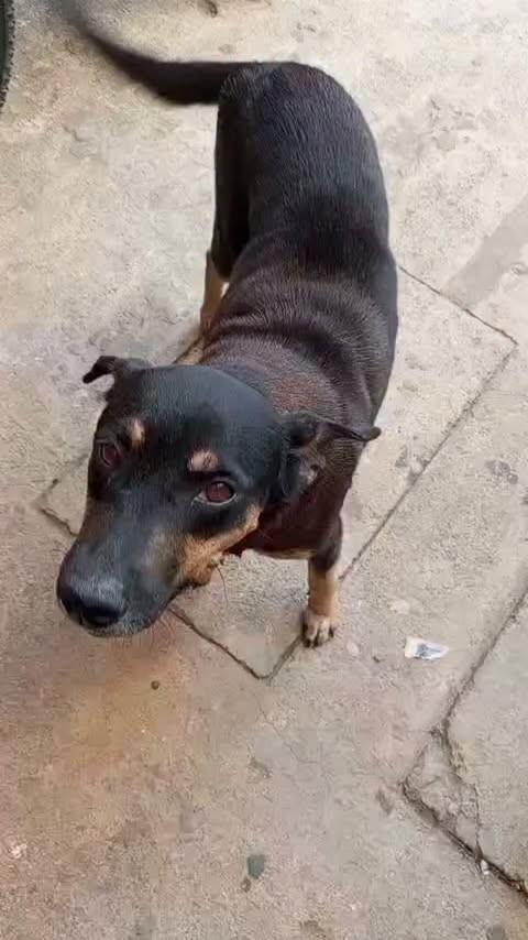 Nega, cadela de porte médio para adoção em João Pessoa - PB