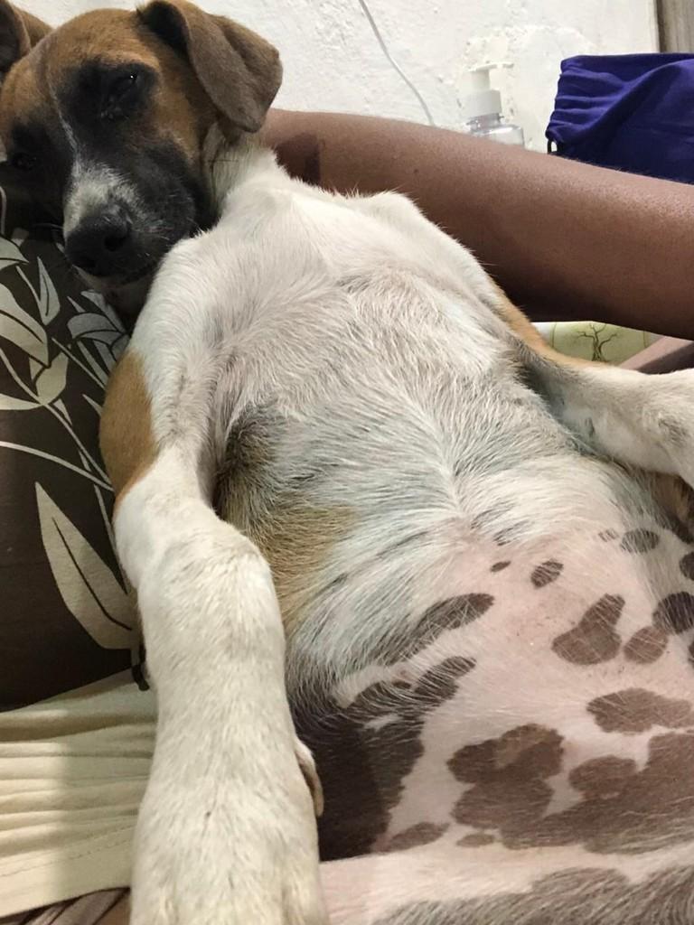 Princesinha, cadela de porte médio para adoção em João Pessoa - PB — foto 2 de 3