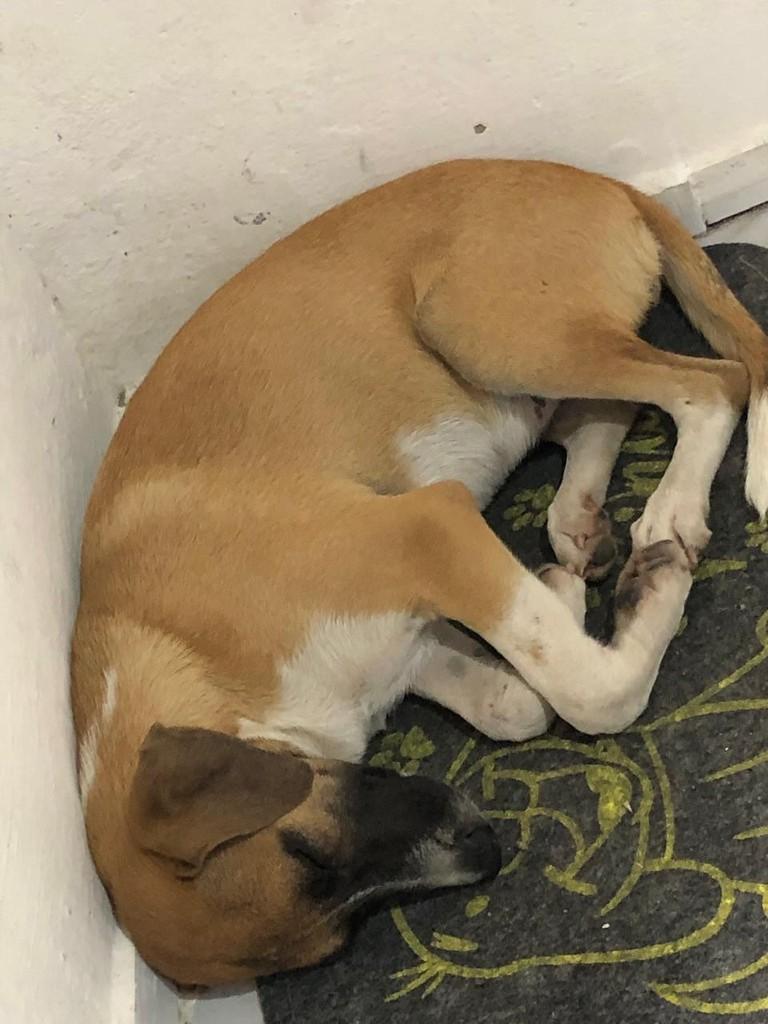 Princesinha, cadela de porte médio para adoção em João Pessoa - PB — foto 3 de 3
