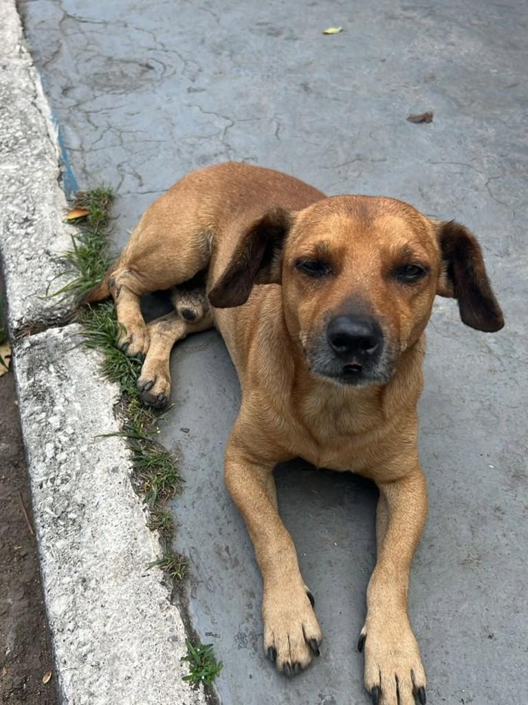 Figurinha, cadela de porte pequeno para adoção em Belo Horizonte - MG