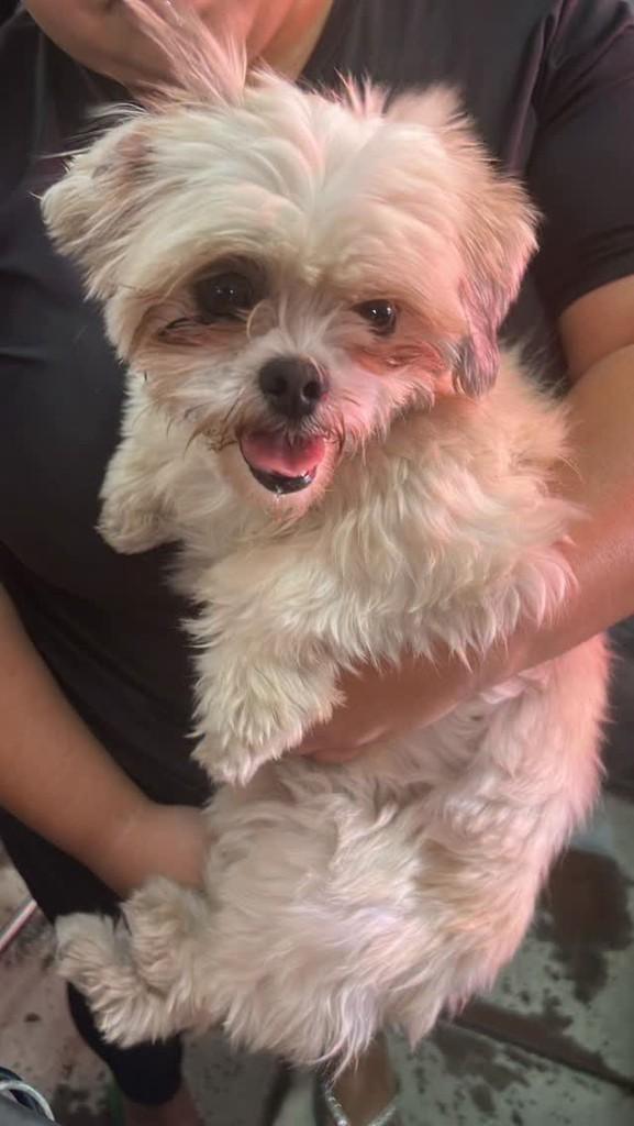 Cachorrinha, cadela de porte pequeno para adoção em Belo Horizonte - MG