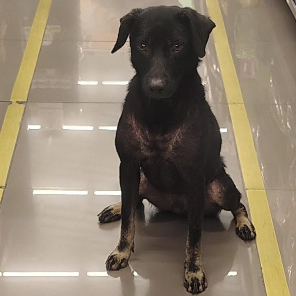 Fofinho, cachorro de porte médio para adoção em Belo Horizonte - MG