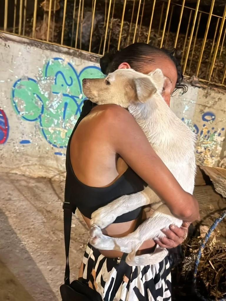 Filhotão, cachorro de porte pequeno para adoção em Belo Horizonte - MG