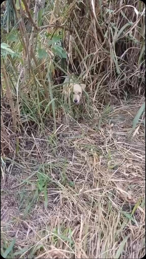 Ele, cachorro de porte pequeno para adoção em Belo Horizonte - MG