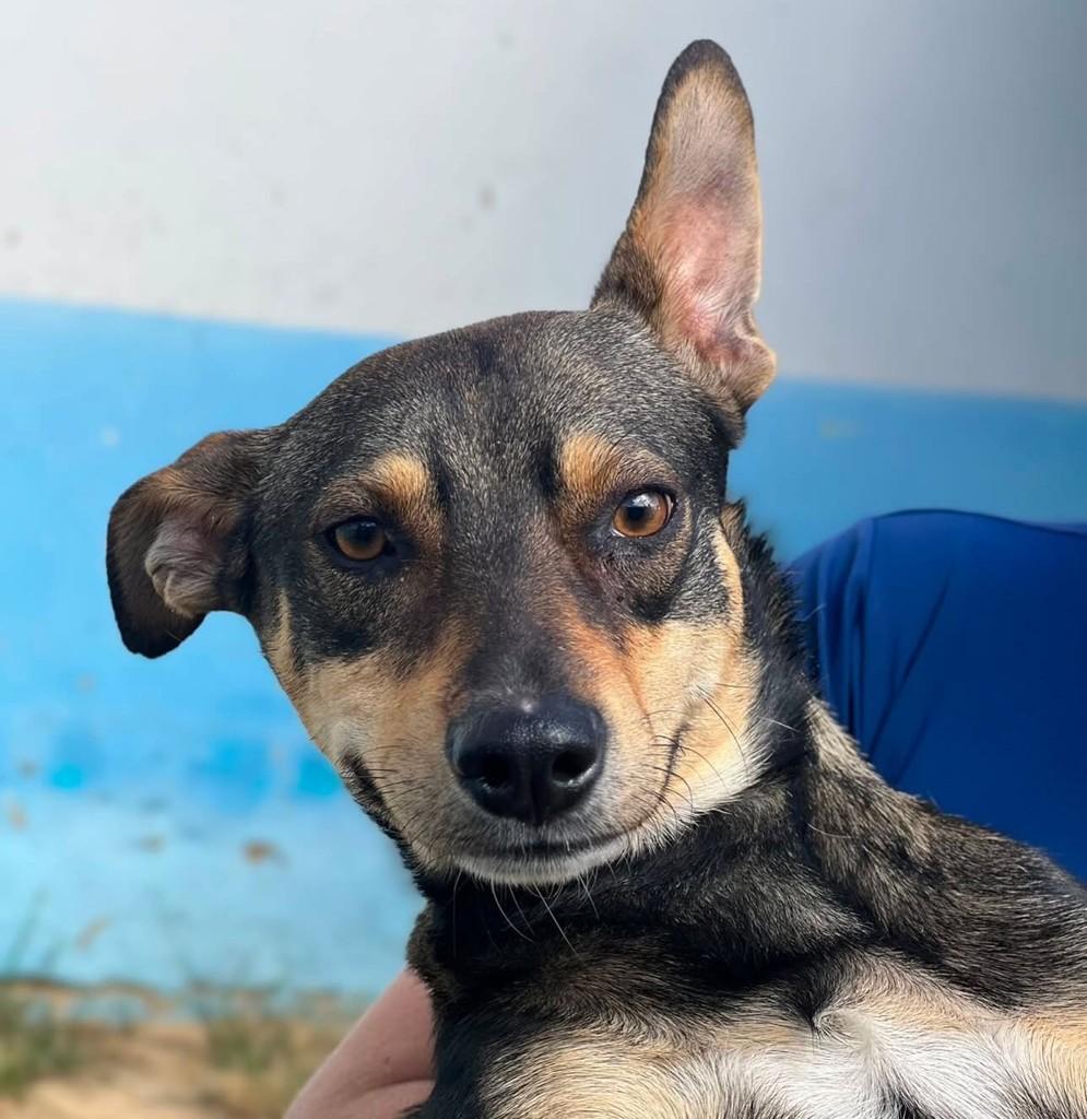 Moreno, cachorro de porte pequeno para adoção em Vespasiano - MG