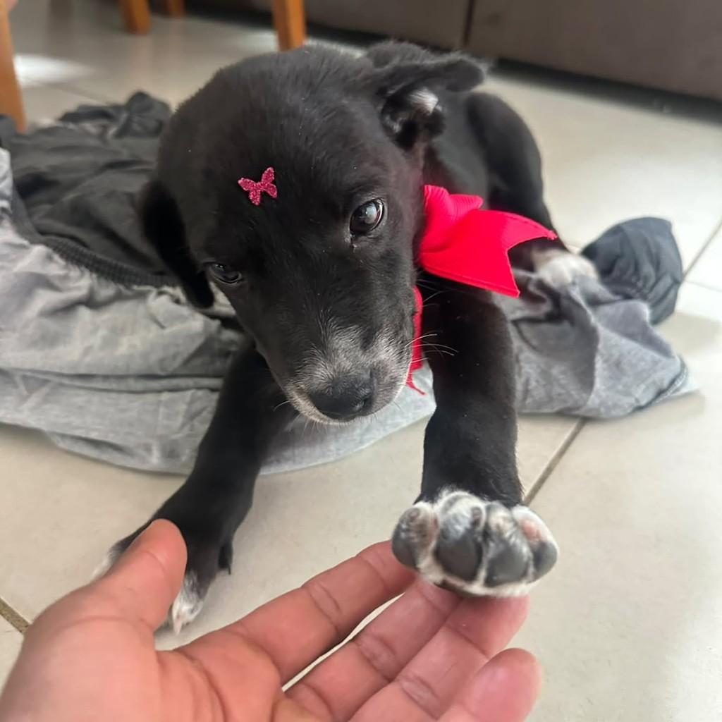 Princesa, cachorro de porte pequeno para adoção em Belo Horizonte - MG