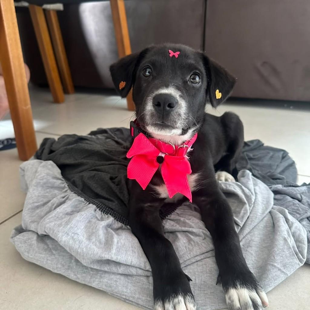 Princesa, cachorro de porte pequeno para adoção em Belo Horizonte - MG — foto 2 de 4