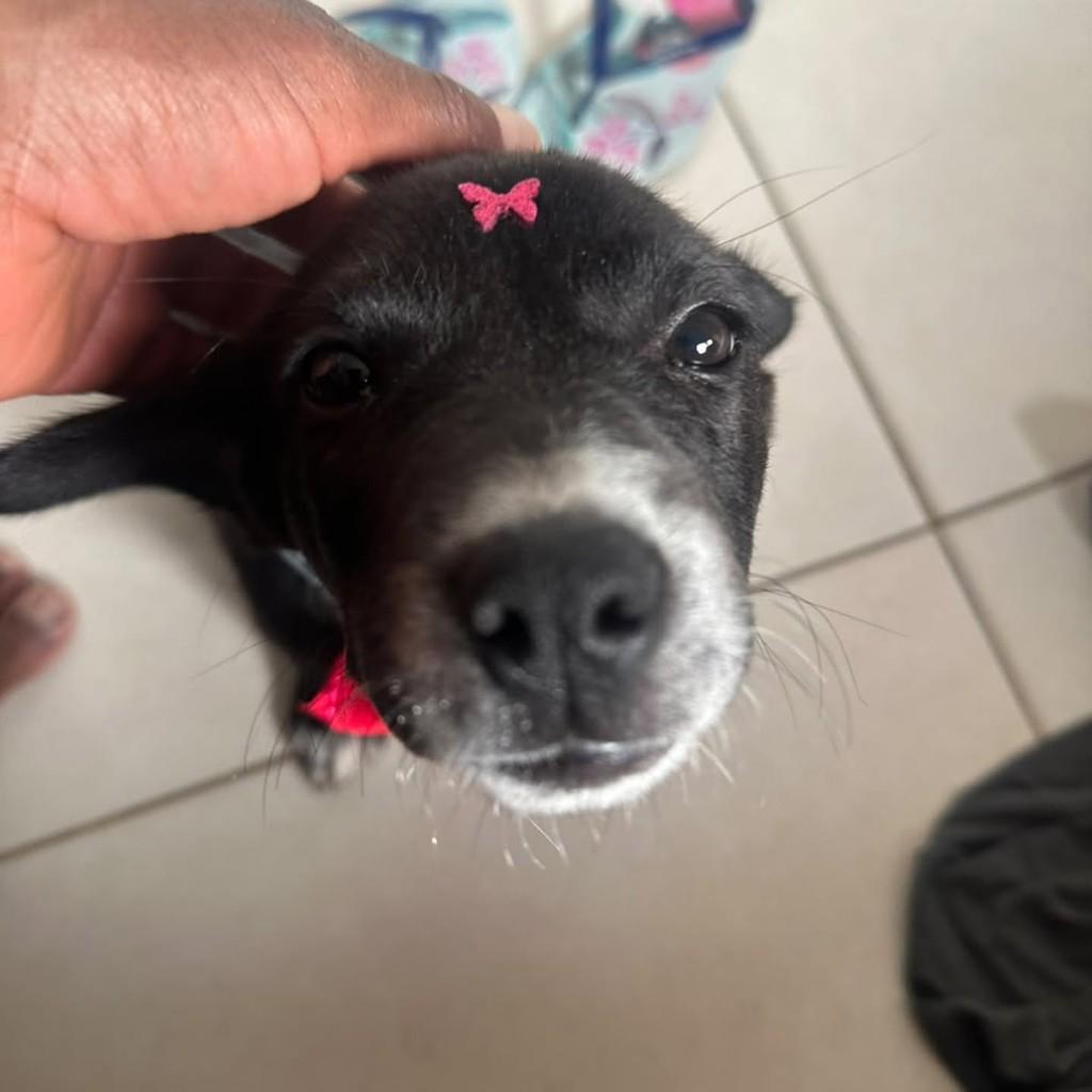 Princesa, cachorro de porte pequeno para adoção em Belo Horizonte - MG — foto 3 de 4