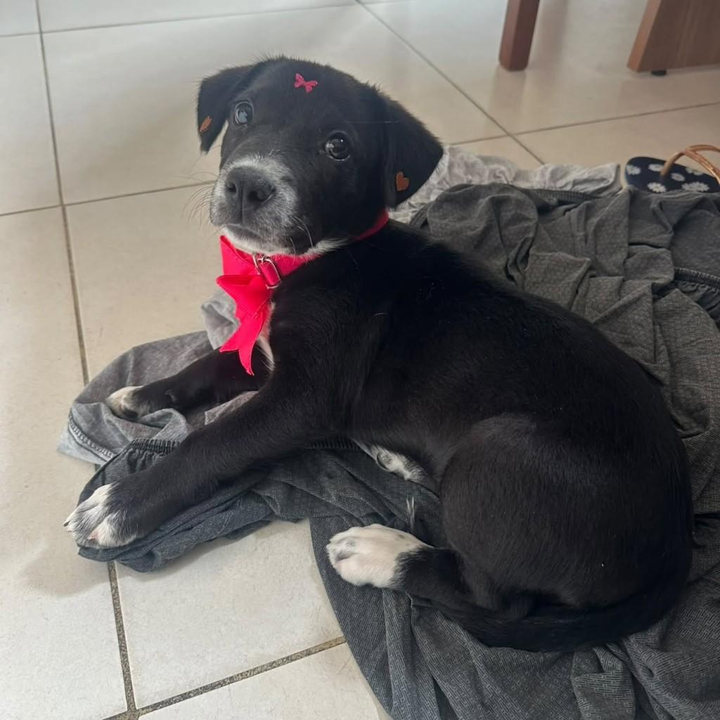 Princesa, cachorro de porte pequeno para adoção em Belo Horizonte - MG — foto 4 de 4