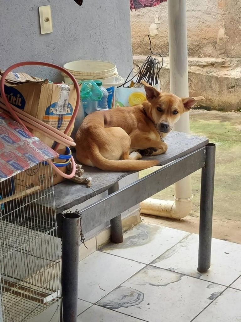 Marcinho, cachorro de porte pequeno para adoção em Santa Luzia - MG
