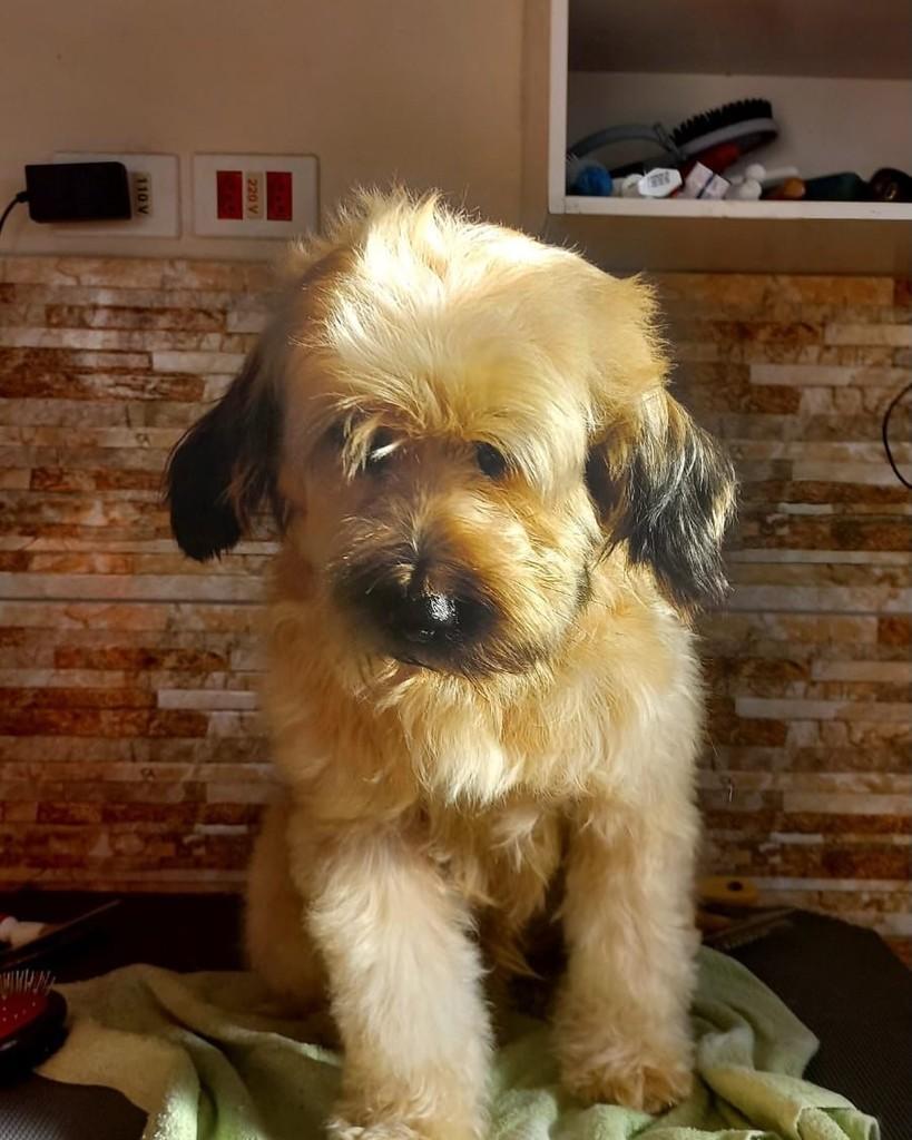 Ayla, cadela de porte pequeno para adoção em Curitiba - PR