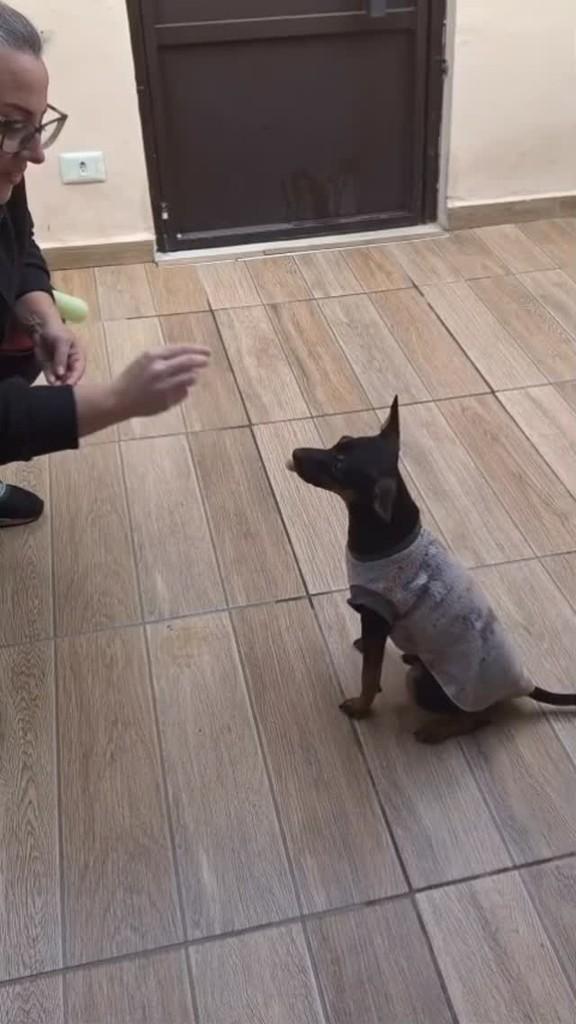 Will, cachorro de porte pequeno para adoção em Curitiba - PR