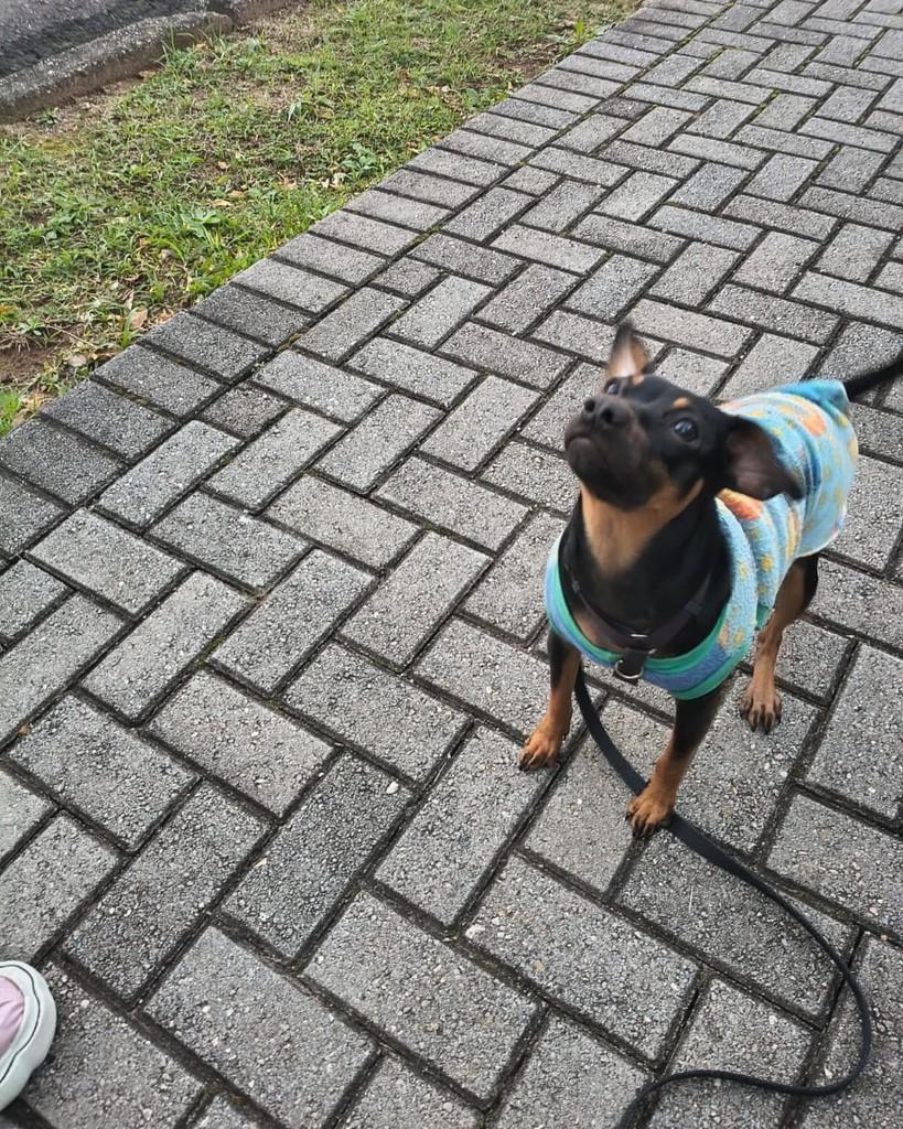 Will, cachorro de porte pequeno para adoção em Curitiba - PR