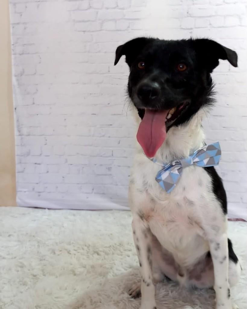 Otto, cadela de porte médio para adoção em Curitiba - PR