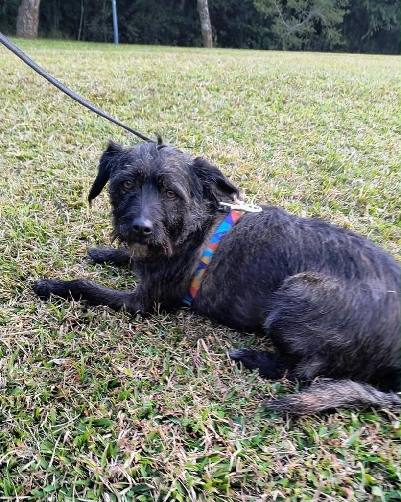 Brisa, cadela de porte médio para adoção em Curitiba - PR