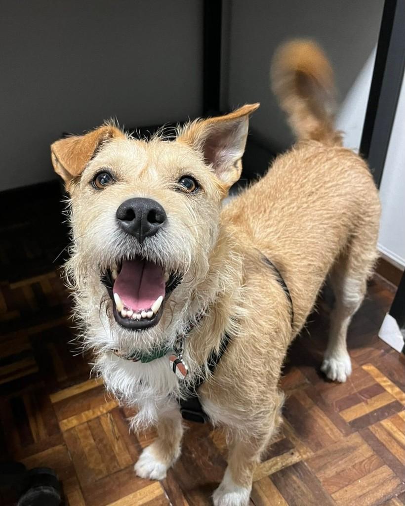 Manga Nelson, cachorro de porte médio para adoção em Curitiba - PR