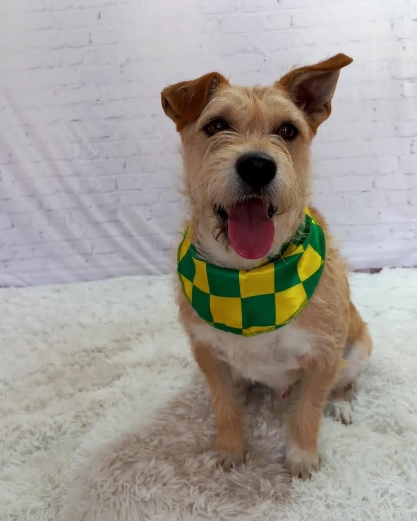 Manga Nelson, cachorro de porte médio para adoção em Curitiba - PR — foto 2 de 2