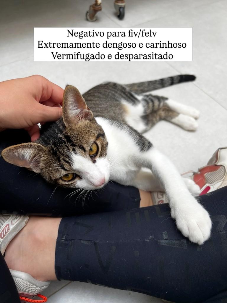 Robertinho, gato de porte médio para adoção em Juiz de Fora - MG