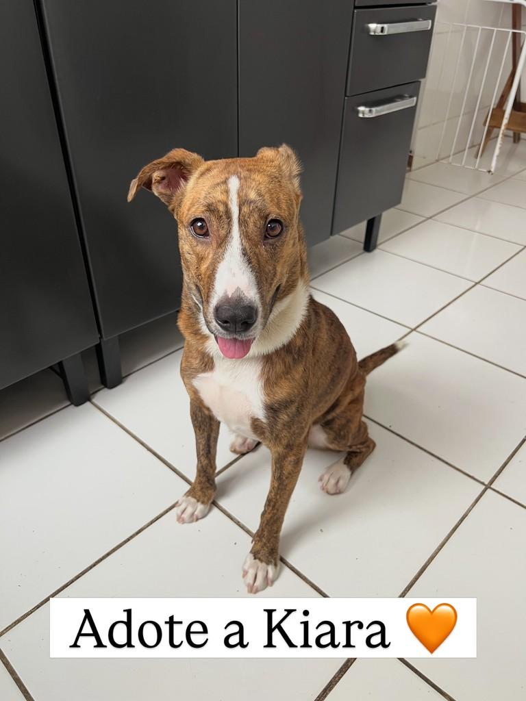 Kiara, cachorro de porte médio para adoção em Juiz de Fora - MG