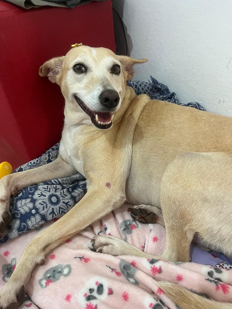 Mel, cadela de porte médio para adoção em Juiz de Fora - MG
