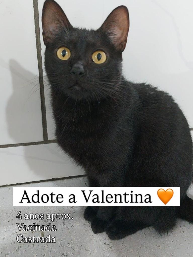 Valentina, gata para adoção em Juiz de Fora - MG