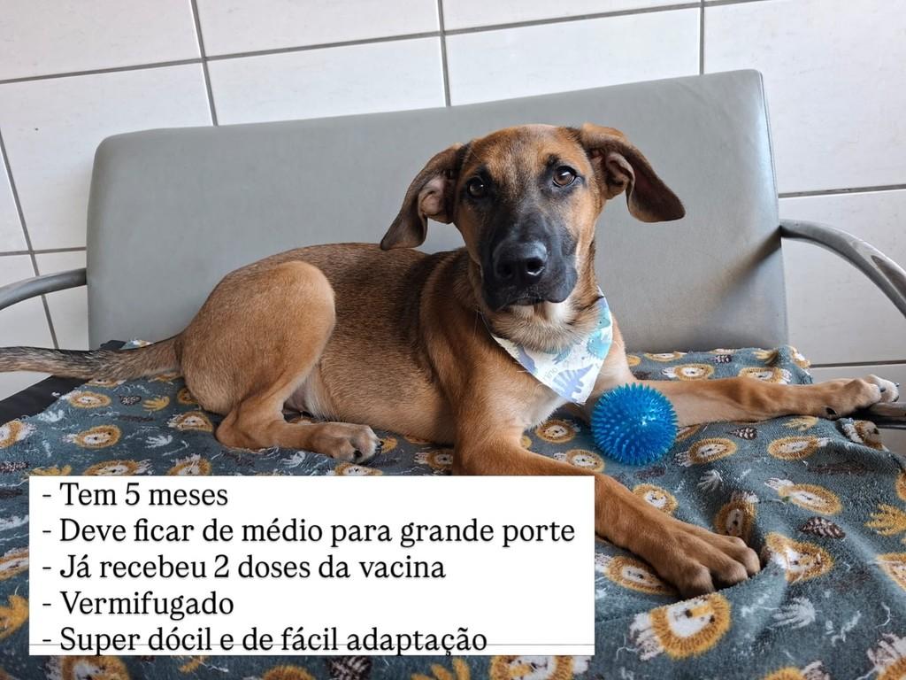 Bento, cachorro de porte médio para adoção em Juiz de Fora - MG