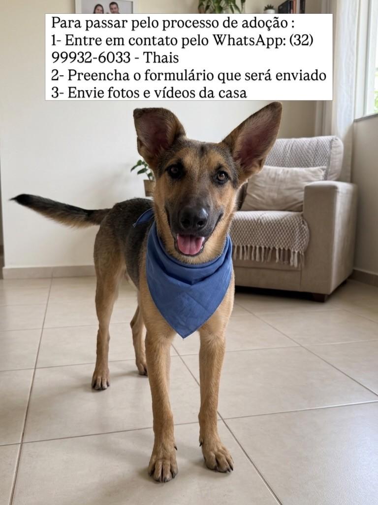 Victor Hugo, cachorro de porte médio para adoção em Juiz de Fora - MG