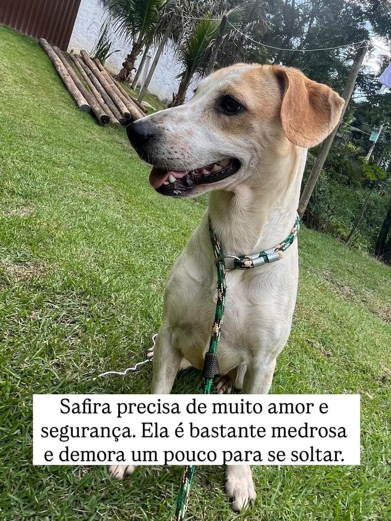 Safira, cachorro de porte médio para adoção em Juiz de Fora - MG